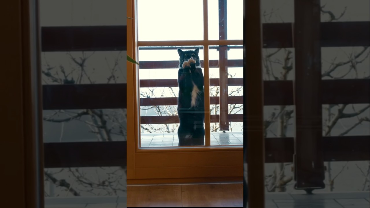 Sneaky Cat Attempts Break-In But Fails! 