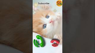 holo Calling viralkids catshorts funnycat cutekitten viralshorts shortshumor ringtone