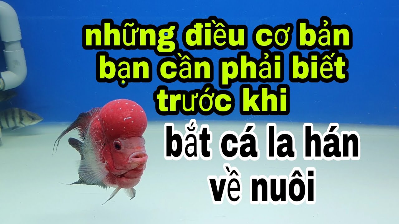 Chuẩn bị hồ nuôi cá la hán đúng cách,cho a e mới chơi  tránh trường hợp cá bị nhát bị bệnh,