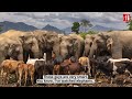 What does the future hold for Asian elephants? • RFI English