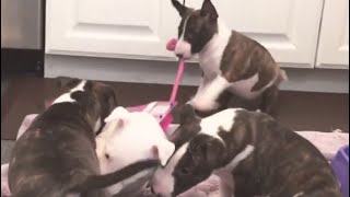 New Present Presents Problemevolutions Mini Bull Terrier Pupsthe Only Acceptable Bully