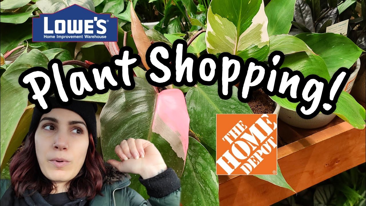Plant Shopping at Lowe's & Home Depot in Bloomfield CT 🌿 marble pink