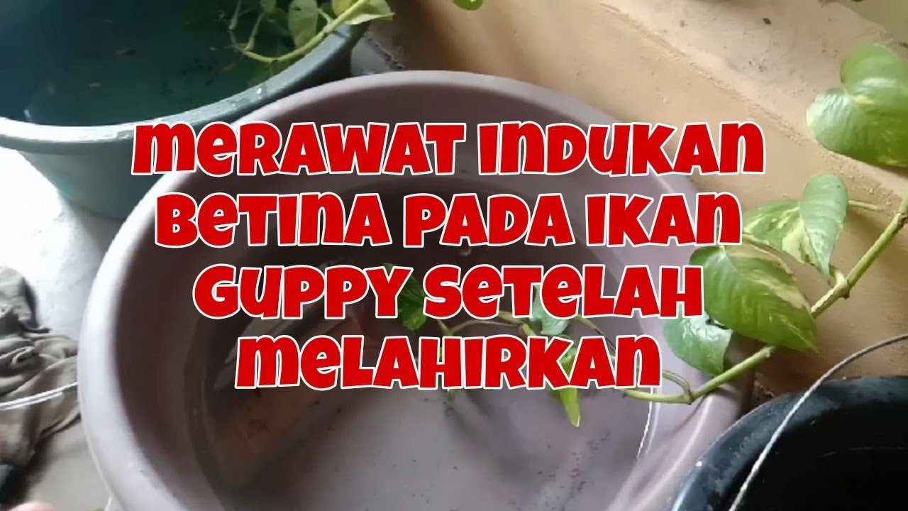 merawat indukan betina pada ikan guppy setelah melahirkan