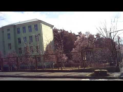 უკონტროლო ზებრები