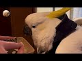 🦜💛 Neglected Cockatoo FINALLY Feels Loved — And His Reaction Is Beautiful! 😭 | Tails_h2me