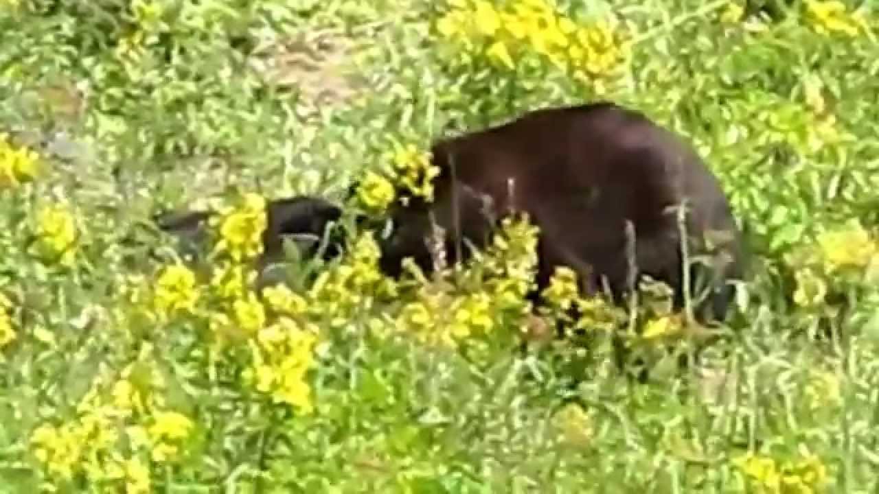 Lone Cone Scouting 8 19 15 Bear