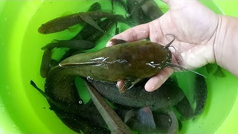 Các Loại Cá Nước Ngọt Cá Đồng Tự Nhiên .Carp tilapia catfish tilapia puffer fish fish glass cleaning
