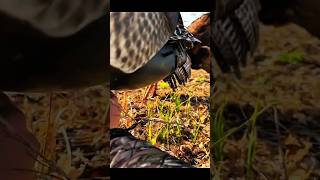  Hindiyi Neredeyse Elle Yakalyordum  ok Yaklat hindiav hunting turkeyhunting wildlife