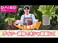 【枯れない観葉植物】光がなくても育つ！オオタニワタリの育て方完全版 thumbnail