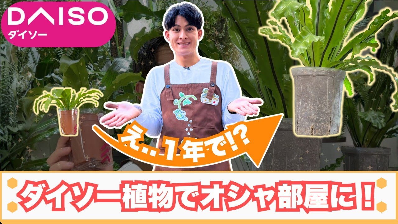The best houseplant from the 100 yen store] You can leave it