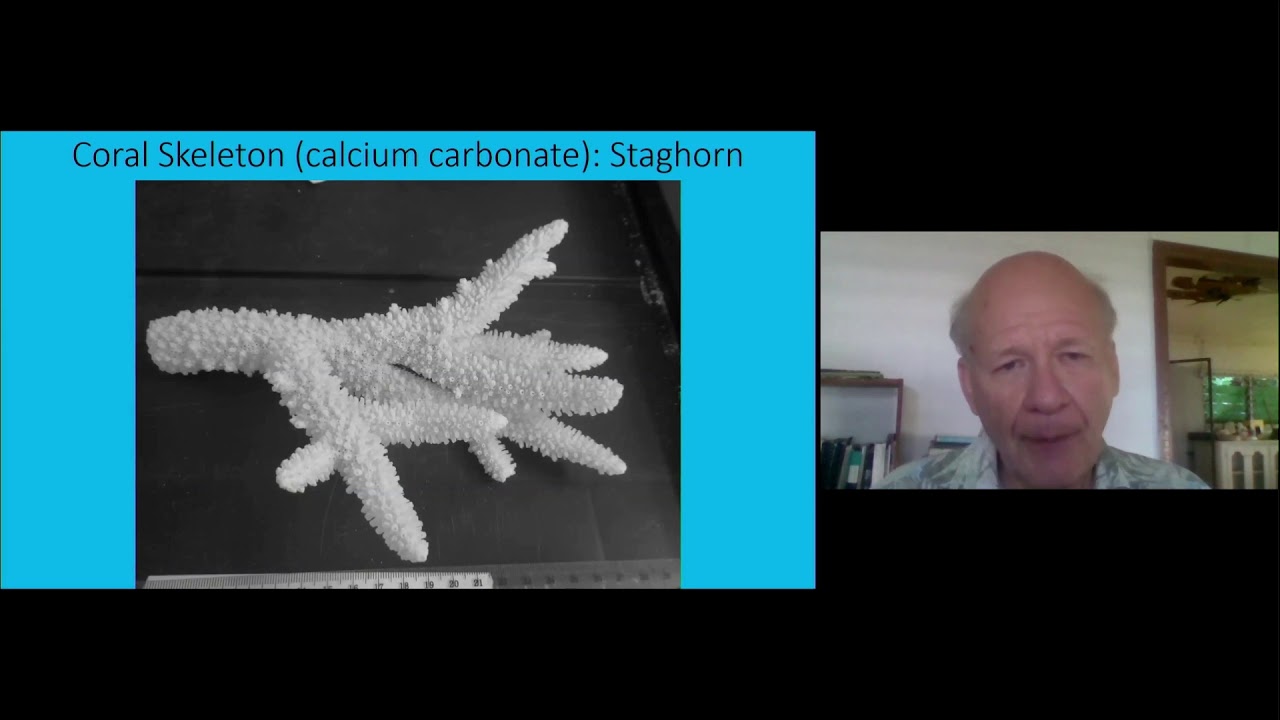 Douglas fenner can we save coral reefs youtube