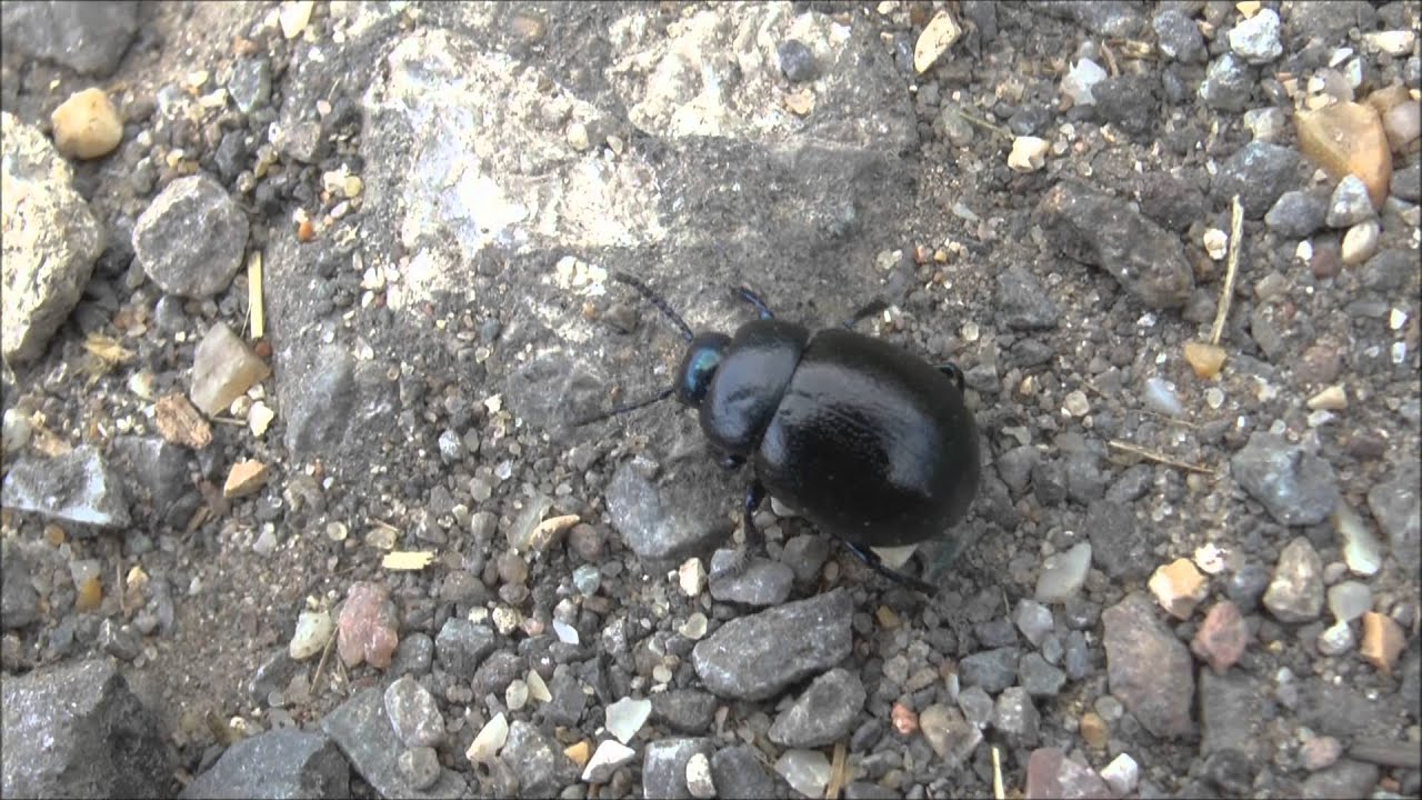 Lesser Bloody nosed Beetle Timarcha goettingensis