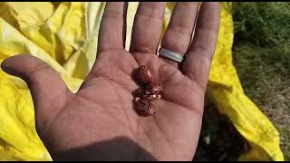 Harvesting procedure of Castor bean for castor oil from plant