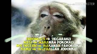 Story wa keren 2020 terbaru|monyet santuy