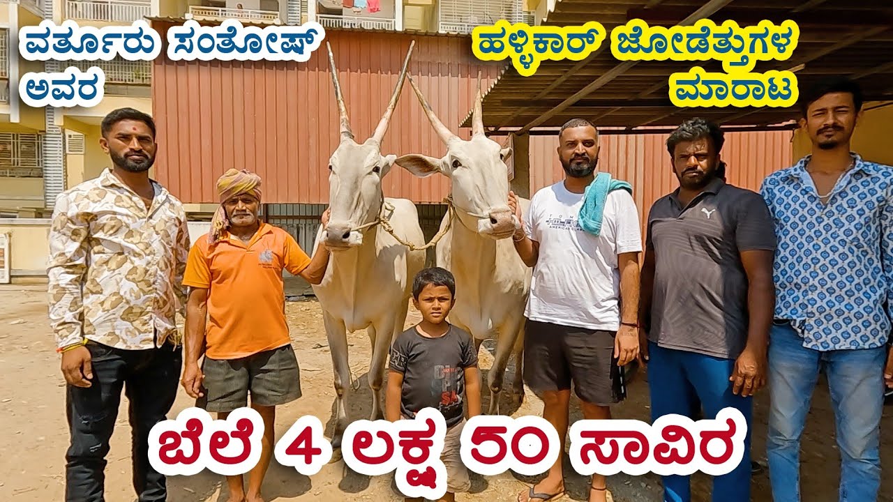 Varthur santhosh sold Hallikar bulls for 4.5 lakhs