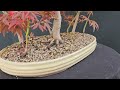 Japanese Maple Suminigashi Bonsai group/forest style.