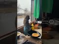 Monkey is making pancakes #ai #funnyimages #monkey
