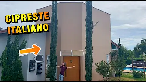 Porque meu Pinheiro está secando?