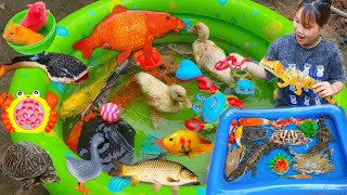 Vlog Rabbit Catches Goldfish In The Tank, Opens Balloons To Reveal Animals, Crabs, Chickens