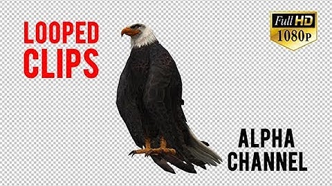 3D Eagle Animation 7 | Motion Graphics - Videohive template