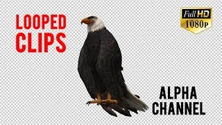 3D Eagle Animation 7 | Motion Graphics - Videohive template