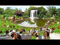Genius techniques for raising goats  growing organic vegetable bath time for our anglo nubian buck