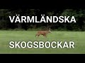 Bockjakt - Värmländska skogsbockar