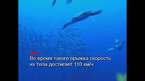Как олуши ловят рыбу|CCTV Русский