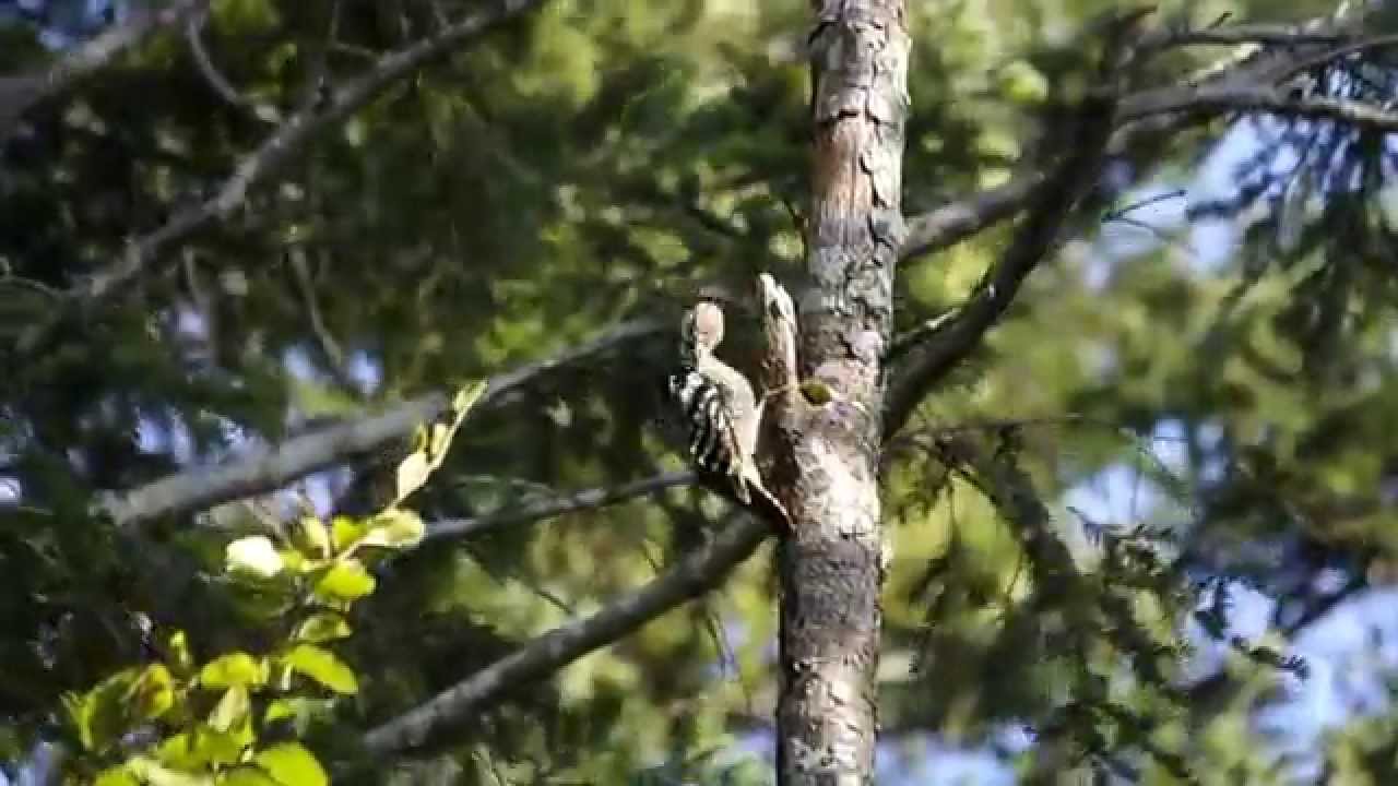 PICO DORSIBLANCO (Dendrocopos leucotos) 