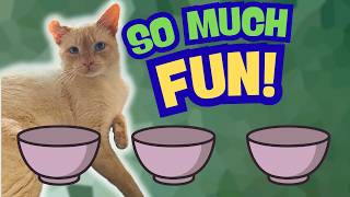 How To Play Super Bowls With Your Cat (Fun Cat Training Game) screenshot 5