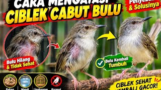 Cara mengatasi ciblek cabut bulu