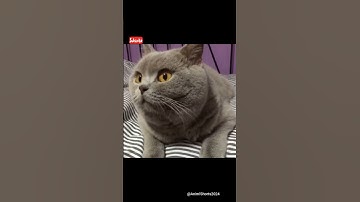 Thumbnail of FUNNY CAT REACTION CHA CHA CHA #shorts #viral #käärijä #cats #subscribe #new