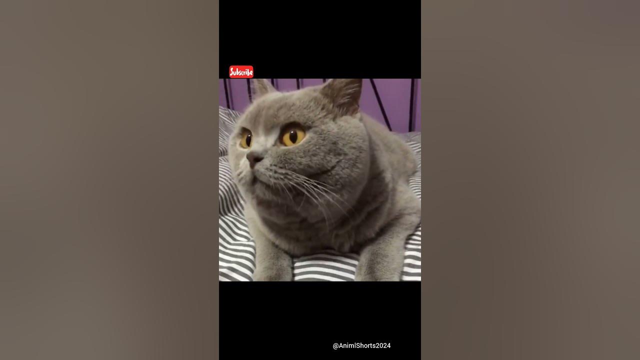FUNNY CAT REACTION CHA CHA CHA #shorts #viral #käärijä #cats #subscribe #new FUNNY CAT REACTION CHA CHA CHA #shorts #viral #käärijä #cats #subscribe #new