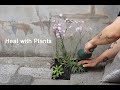 식물로 고칩니다 | 게릴라 가드닝 프로젝트 | Heal With Plants | Guerrilla Gardening Project