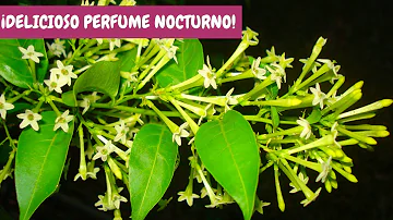 ¿Hay un jazmín de floración nocturna?