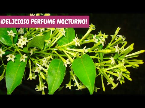 Video: ¿Cómo cultivar jazmín de floración nocturna?