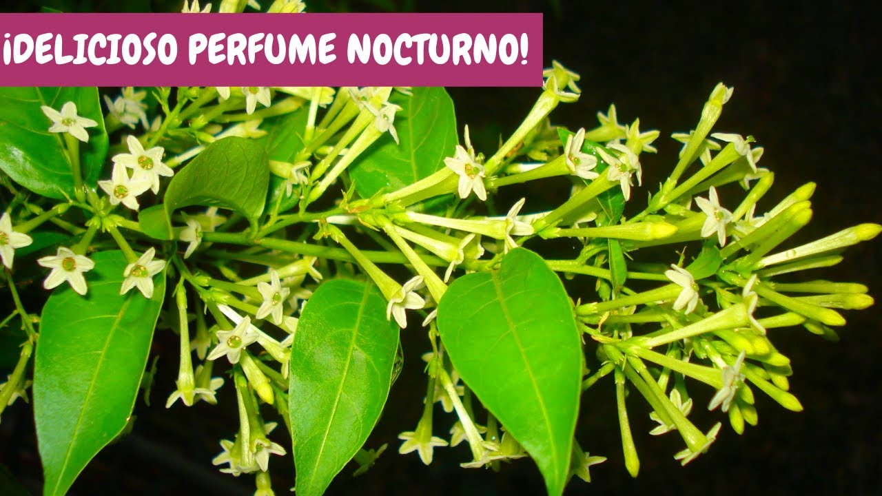 Huele de noche: sus cuidados básicos | ¡Arbusto con flores nocturnas  perfumadas! - YouTube