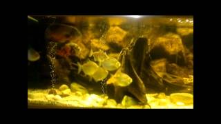 Noddys 180Gl Oscartank September 2012