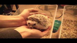 Baby Hedgehogs  1 month old & 2 months old!