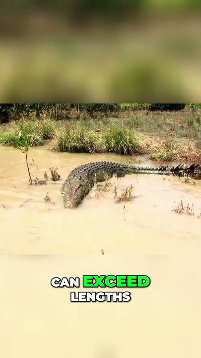 The Mighty Salty Discovering The Largest Reptile On Earth YouTube the-mighty-salty-discovering-the-largest-reptile-on-earth-youtube