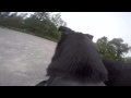 Lulu the dog trying out the gopro