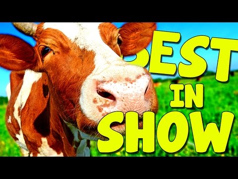 MOOOOOOOOOO-VE OUT THE WAY! | Best in Show
