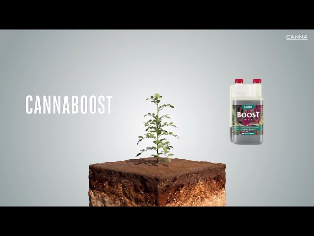 Watch (South Africa) CANNABOOST on YouTube.