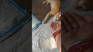 Hissing Back To Cat Kitten Cute