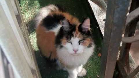 "The Lazy Song" by Bruno Mars Covered and Transformed into "The Lazy Cat" Song by Daygone.wmv