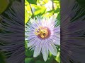 🔥 “No es una flor… mira lo que pasa en 2 segundos🌸🐝”Passiflora #espiritual #motivacion #flores#viral