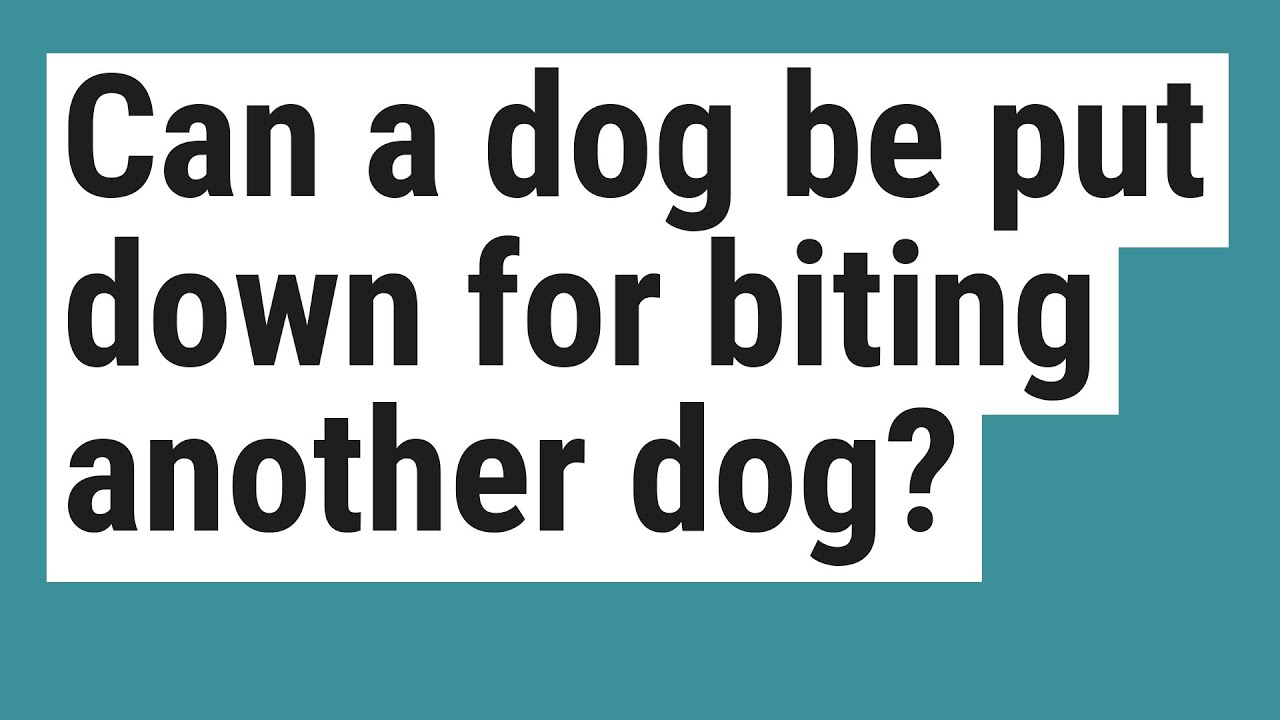 Can a dog be put down for biting another dog? YouTube