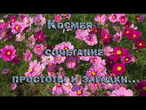 Video: Kosmeya - ziedi jebkuram dārzam