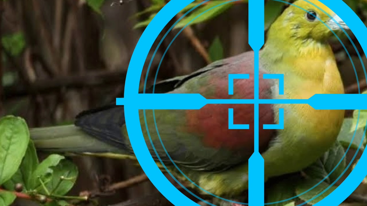 Pemikat Burung Punai Handal 100% 2019 
