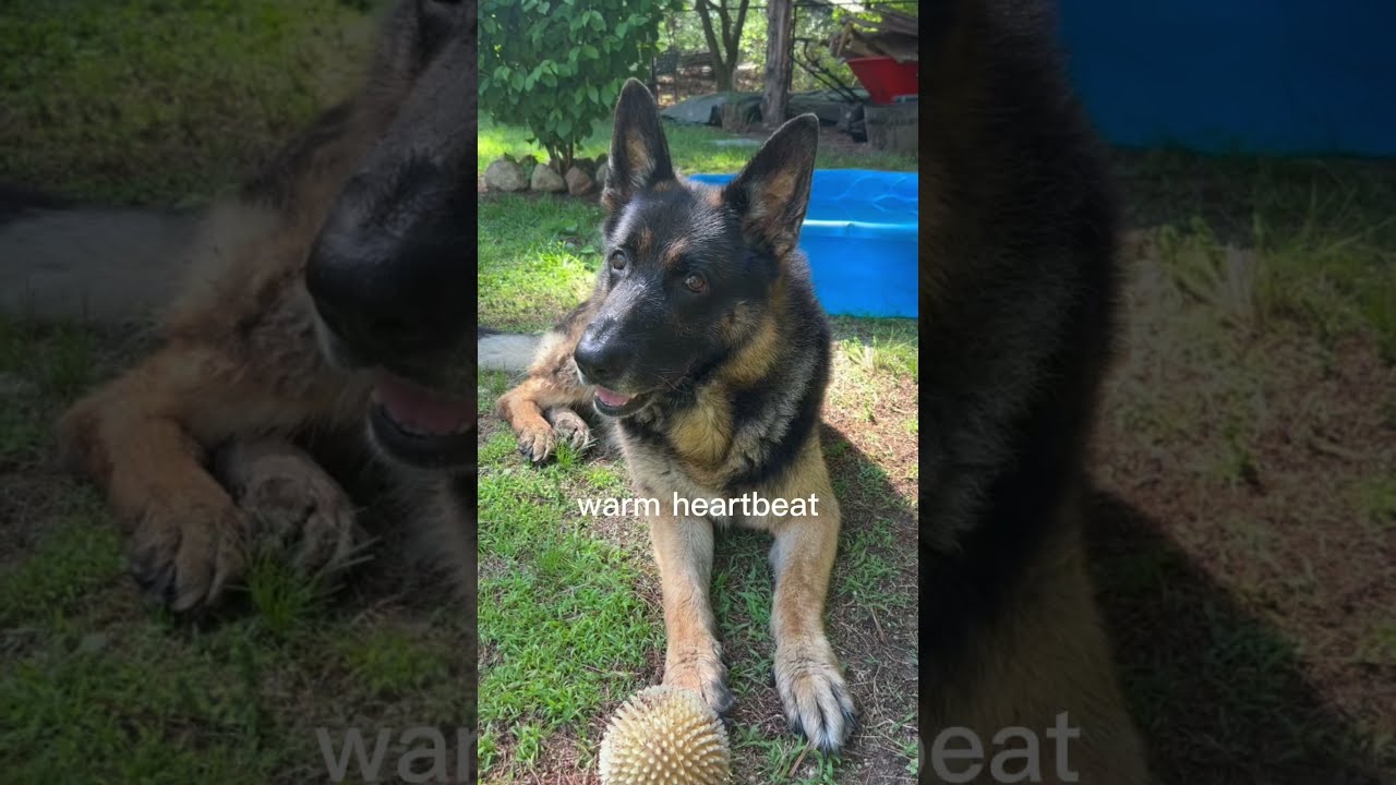 What Is A Dog From Wolves To Man S Best Friend Dogs